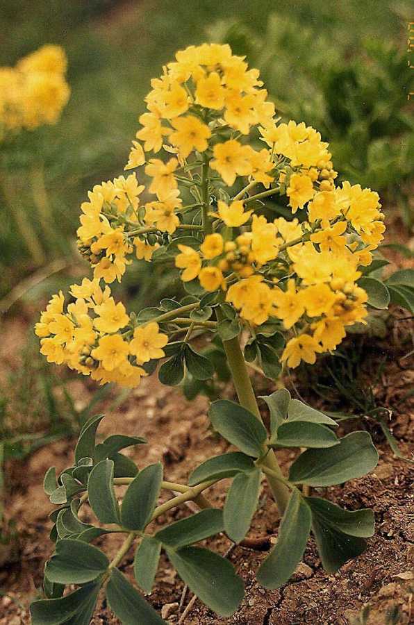 Flat-Leaf Lady's Mantle