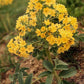 Flat-Leaf Lady's Mantle 